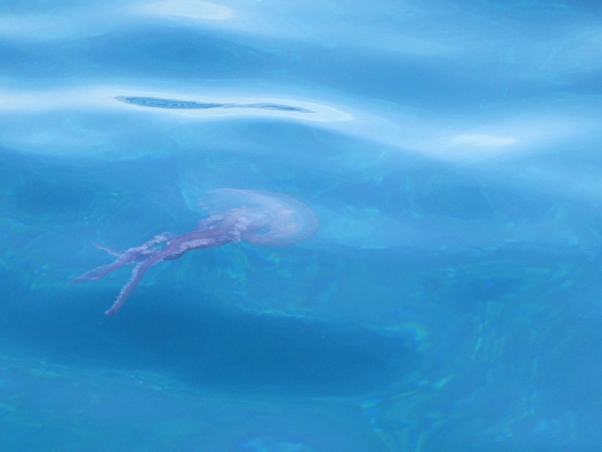 Méduse en mer